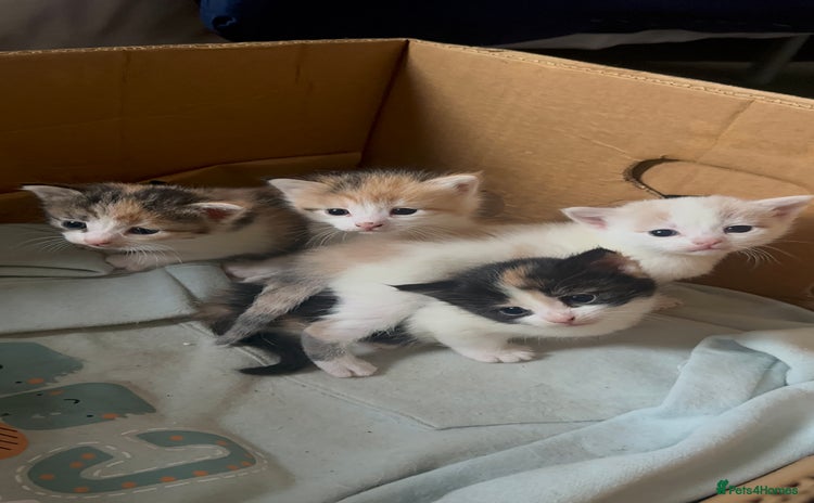 Domestic Shorthair cats - Advert 3