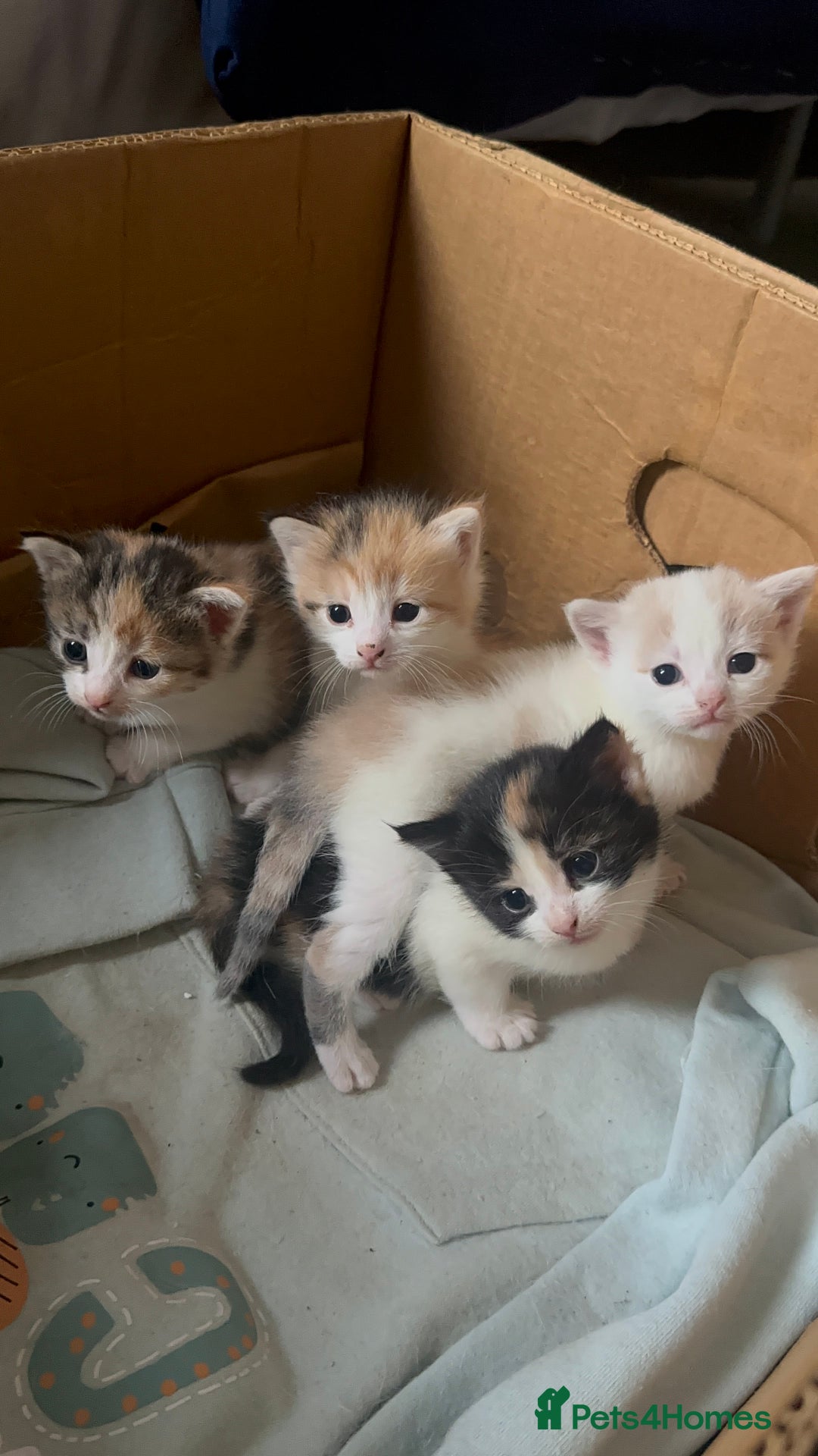 Domestic Shorthair cats for sale: 5 kittens 1 mother - Image 1