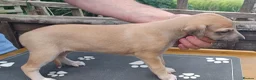 Whippet dogs for sale: KC Registered Whippet Puppies in Cambridge - Advert 2