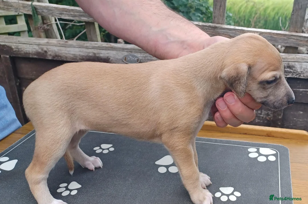 Whippet dogs for sale: KC Registered Whippet Puppies in Cambridge - Advert 2