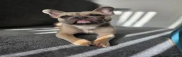 French Bulldog dogs for sale: Frenchie in need of forever home - Advert 2