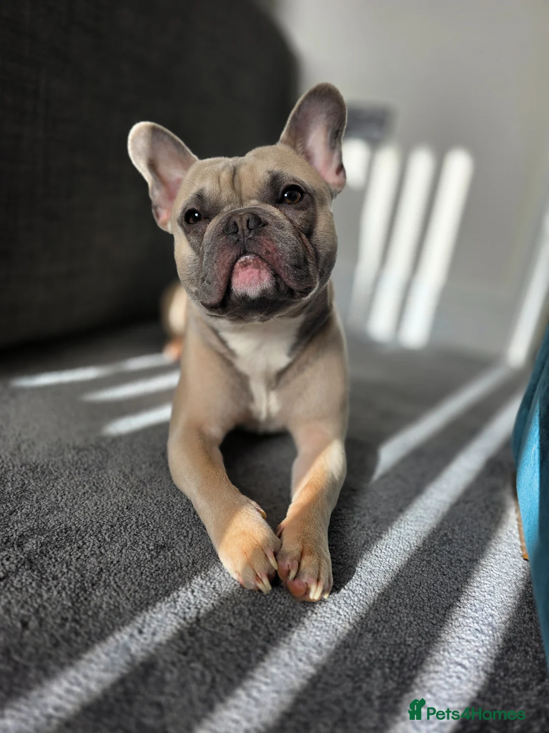 French Bulldog dogs for sale: Frenchie in need of forever home - Advert 2