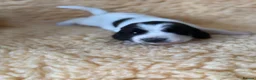 Cockerdor dogs for sale: Beautiful litter of cockerdors 🩷🩵 - Advert 24
