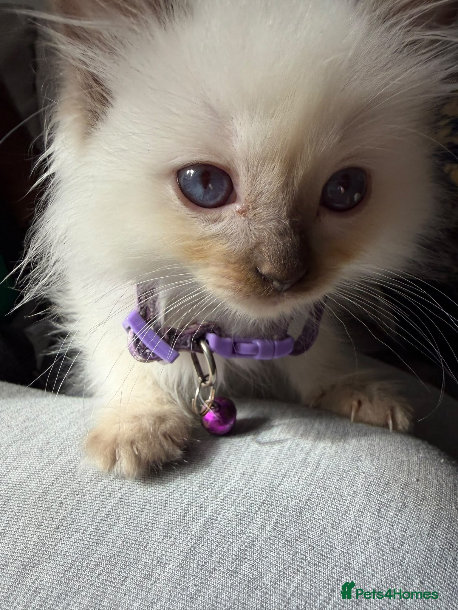 Ragdoll cats 🐾Beautiful Ragdoll Kittens – Championship Lines🐾 - Advert 2