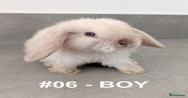 Mini Lop rabbits - Advert 13