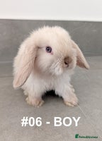 Mini Lop rabbits - Advert 13