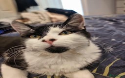 British Shorthair cats for adoption: 🪙Penny🪙 for adoption, fostered in BUCKS - Image 3