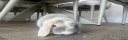 Mini Lop rabbits for sale: Mini Lop babies  - Advert 9