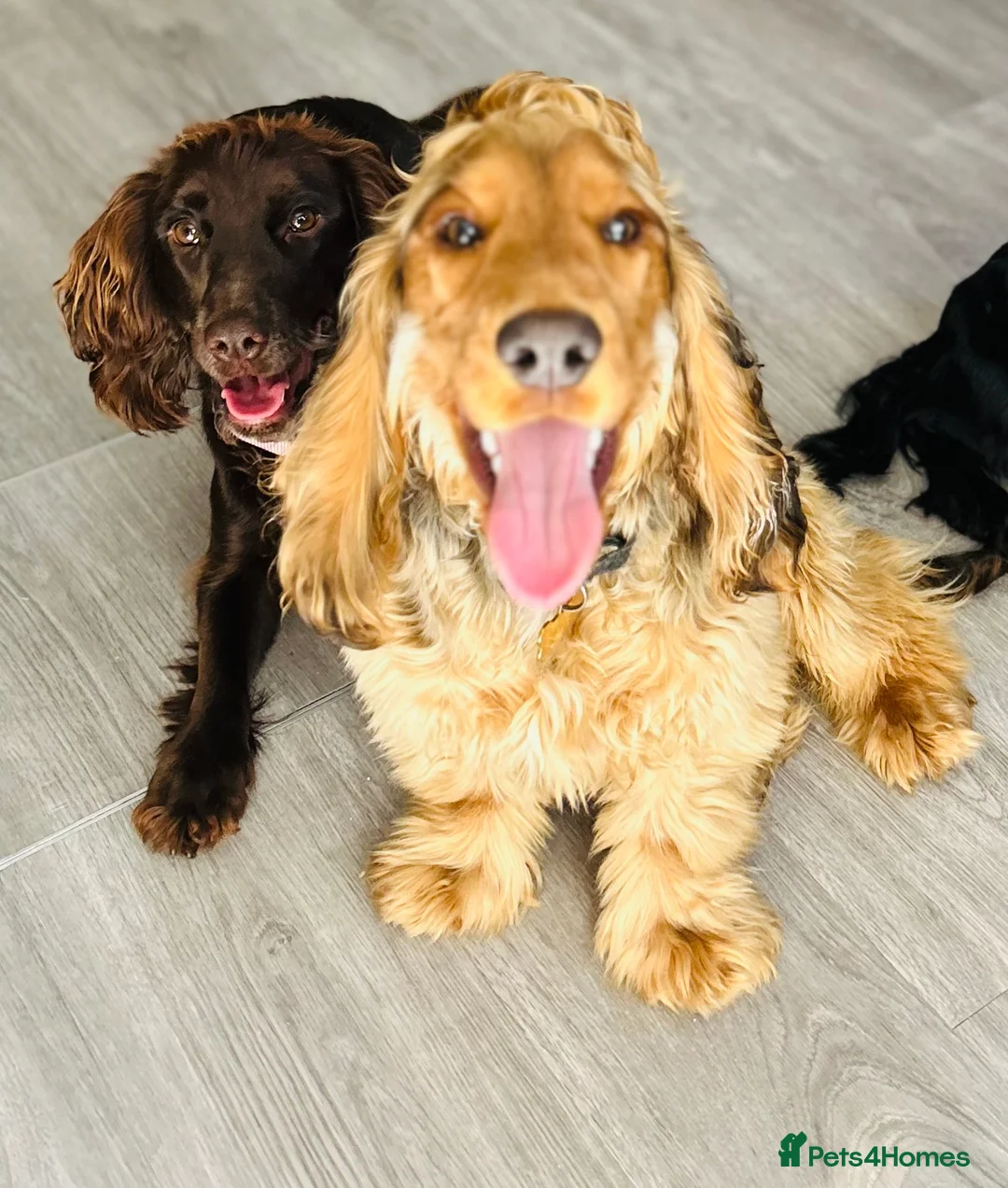 Cocker Spaniel dogs for sale: Cocker Spaniels x3 in Dudley - Advert 15