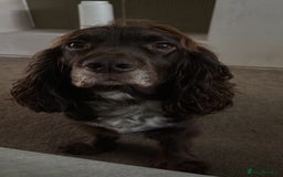 Cockapoo dogs for sale: Boys cockerpoo puppies - Advert 3