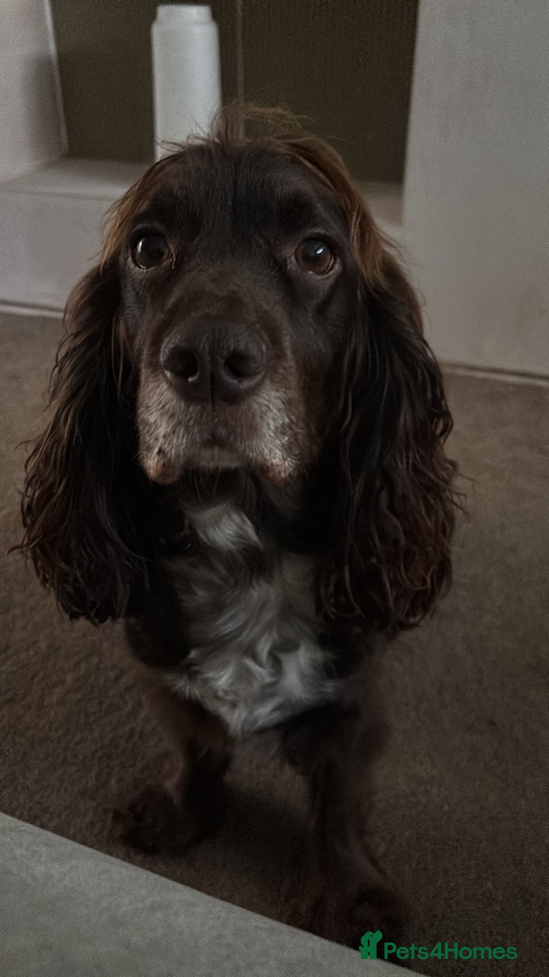 Cockapoo dogs for sale: Boys cockerpoo puppies - Advert 3