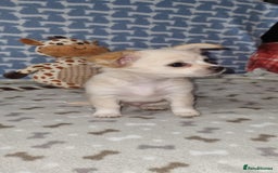 Chihuahua dogs for sale: Chihuahua boys for sale - Image 2