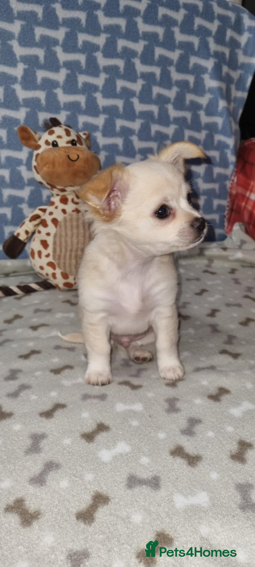 Chihuahua dogs for sale: Chihuahua boys for sale - Image 2