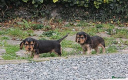 Cocker Spaniel dogs for sale: ⭐️ 1 Girl Ready for new home ⭐️ - Image 5