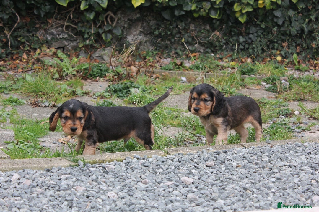 Cocker Spaniel dogs for sale: ⭐️ 1 Girl Ready for new home ⭐️ - Image 5