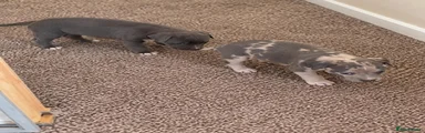 Italian Greyhound 6