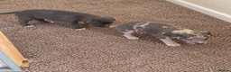 Italian Greyhound dogs for sale: Italian greyhound x whippet - Advert 14