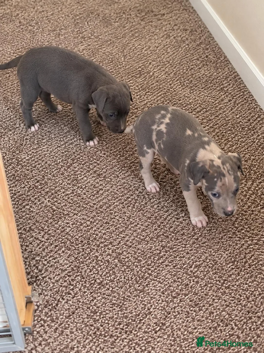 Italian Greyhound dogs for sale: Italian greyhound x whippet - Advert 14