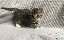 Mixed Breed cats for sale: Gorgeous Tabby kittens 7 weeks old  - Image 6