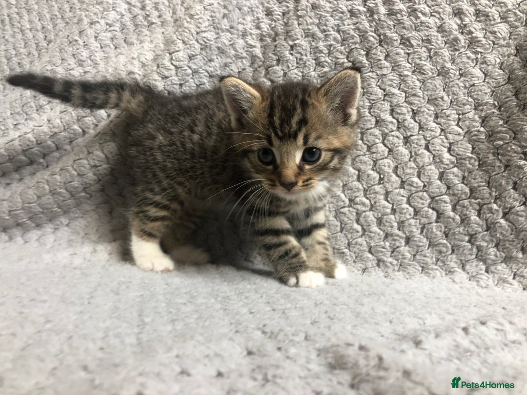 Mixed Breed cats for sale: Gorgeous Tabby kittens 7 weeks old  - Image 6