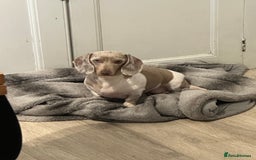 Miniature Dachshund dogs for sale: Miniature dachshund Dottie - Image 1