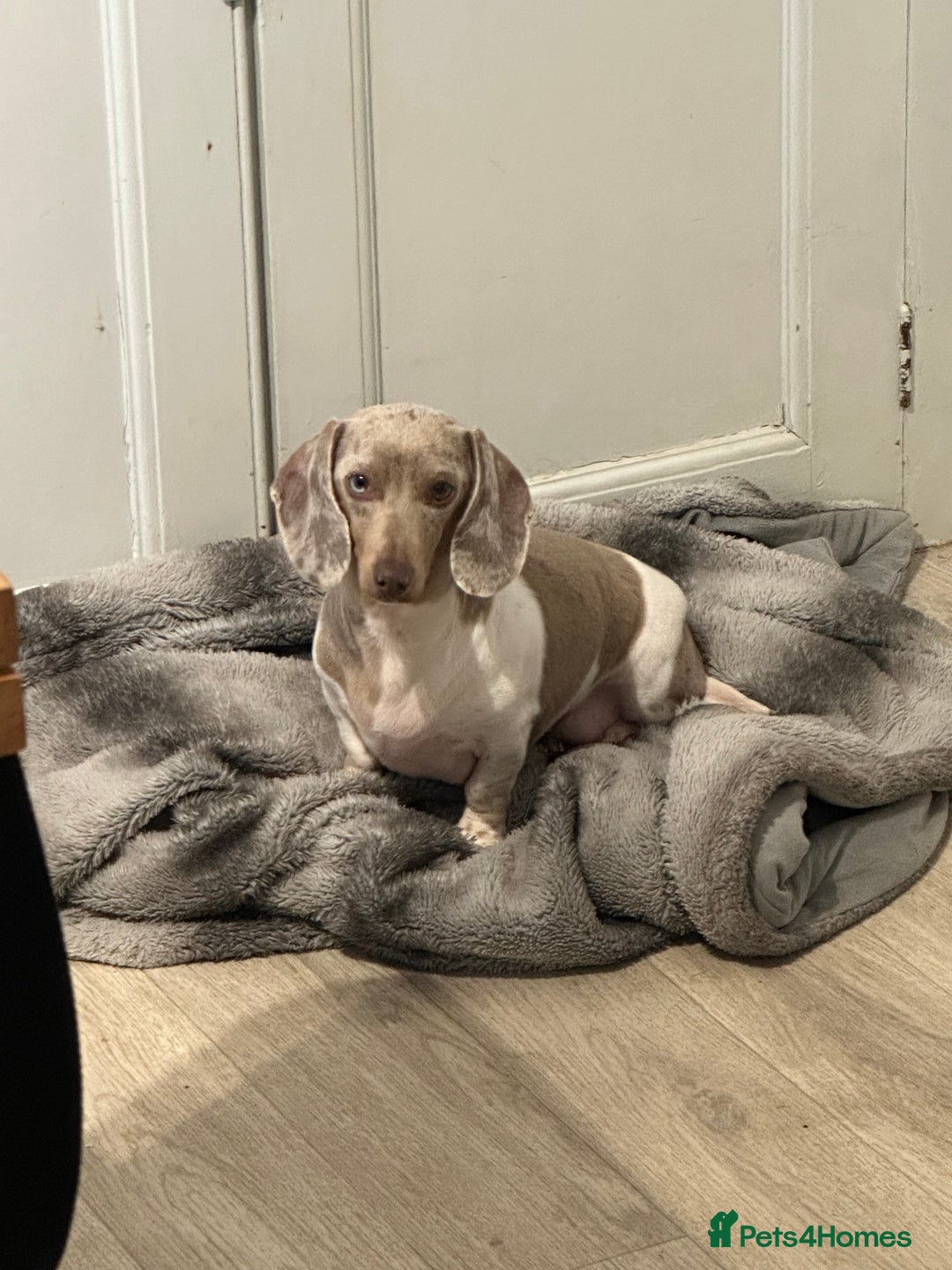 Miniature Dachshund dogs for sale: Miniature dachshund Dottie - Image 1