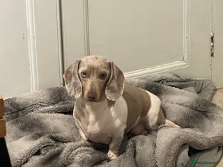 Miniature Dachshund dogs for sale - Advert 1