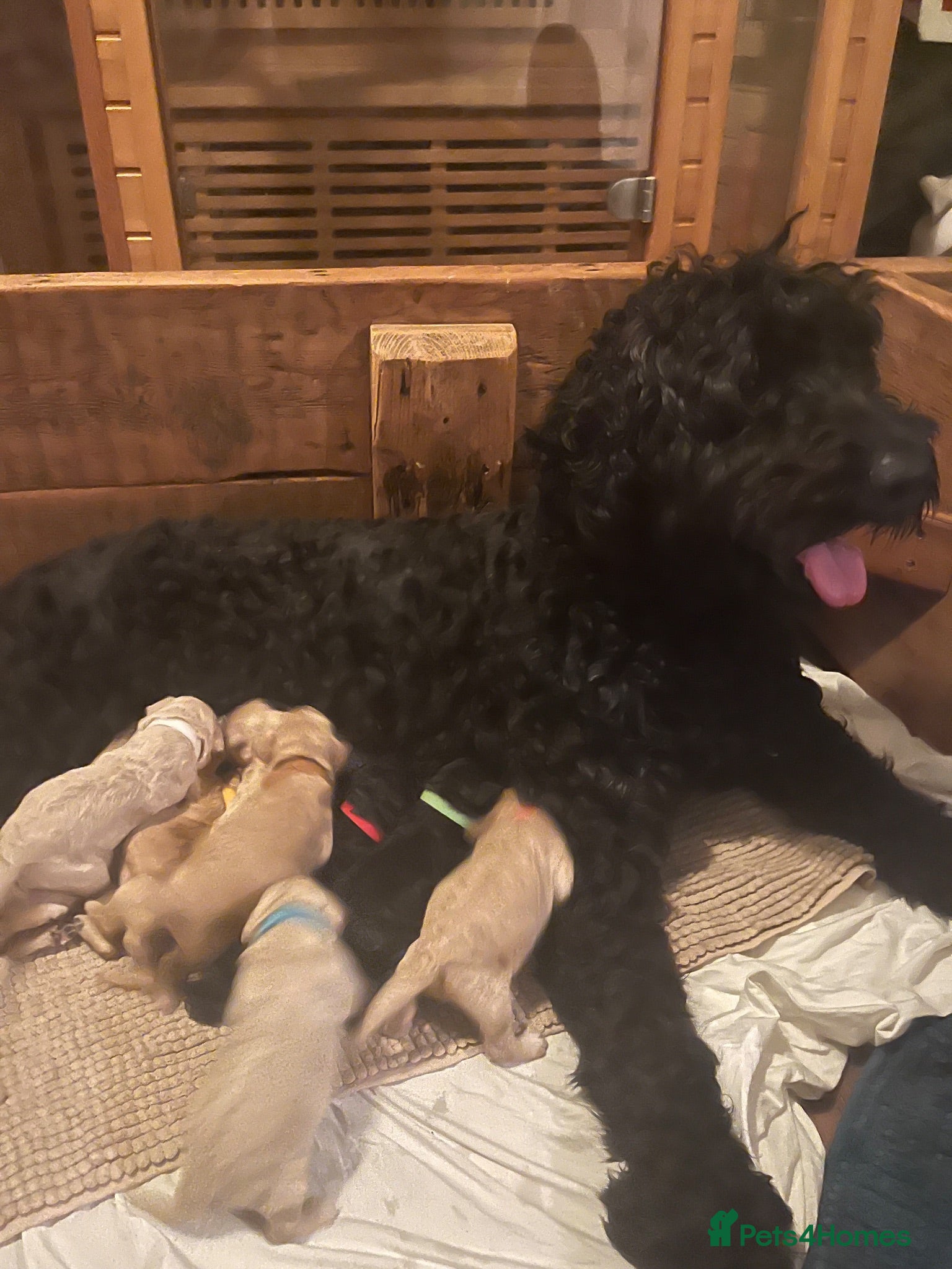 Labradoodle dogs Stunning Labradoodle X Goldendoodle  - Advert 1