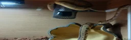 Python Snake reptiles for sale: Royal jackson python - Advert 16