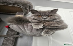 Brazilian Shorthair cats for sale: British Shorthair Fluffy Male - Image 3
