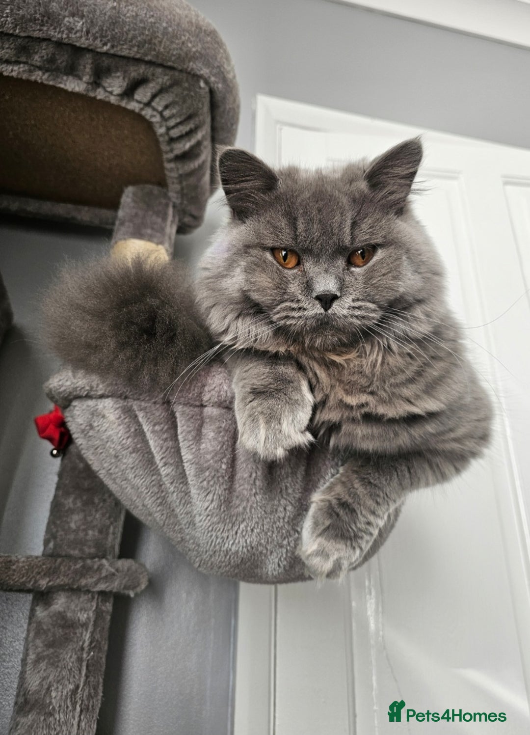 Brazilian Shorthair cats for sale: British Shorthair Fluffy Male - Image 3
