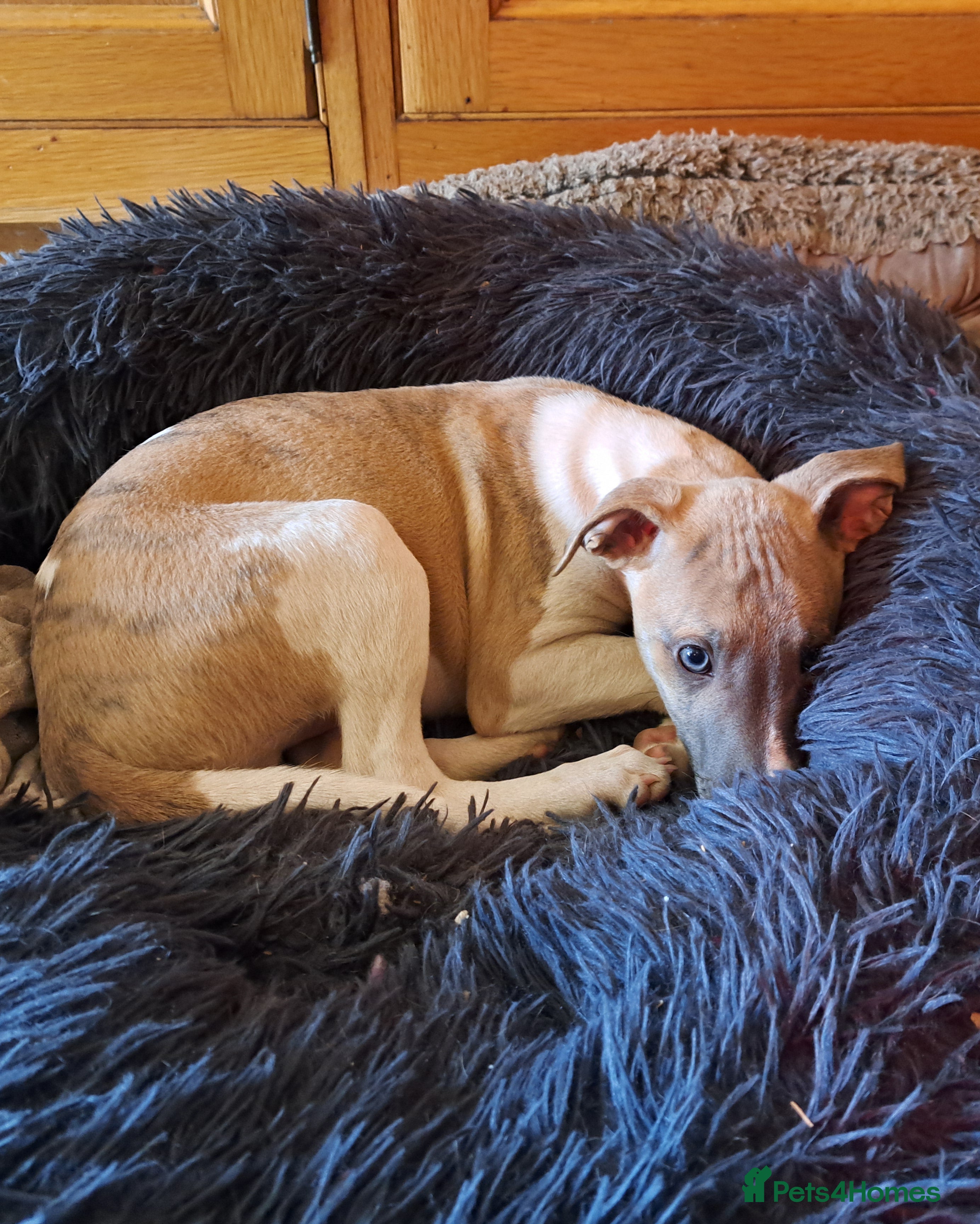 Whippet dogs 1 Beautiful KC Reg male Whippet puppy - Advert 1