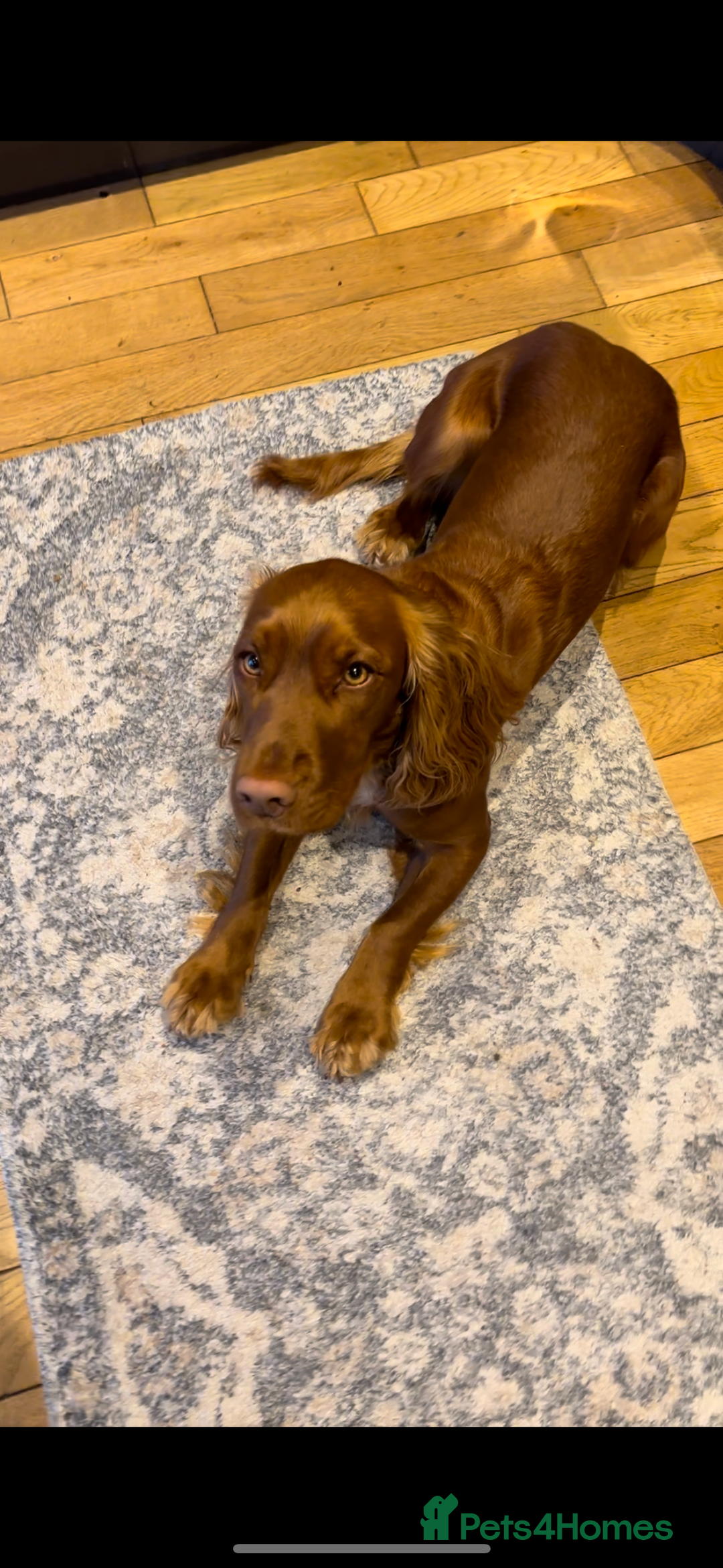 Cocker Spaniel dogs for sale: Cocker spaniel - Advert 7