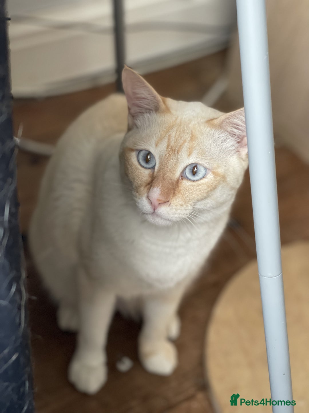 Siamese cats for sale: Ariel - Rescue Siamese - Image 20