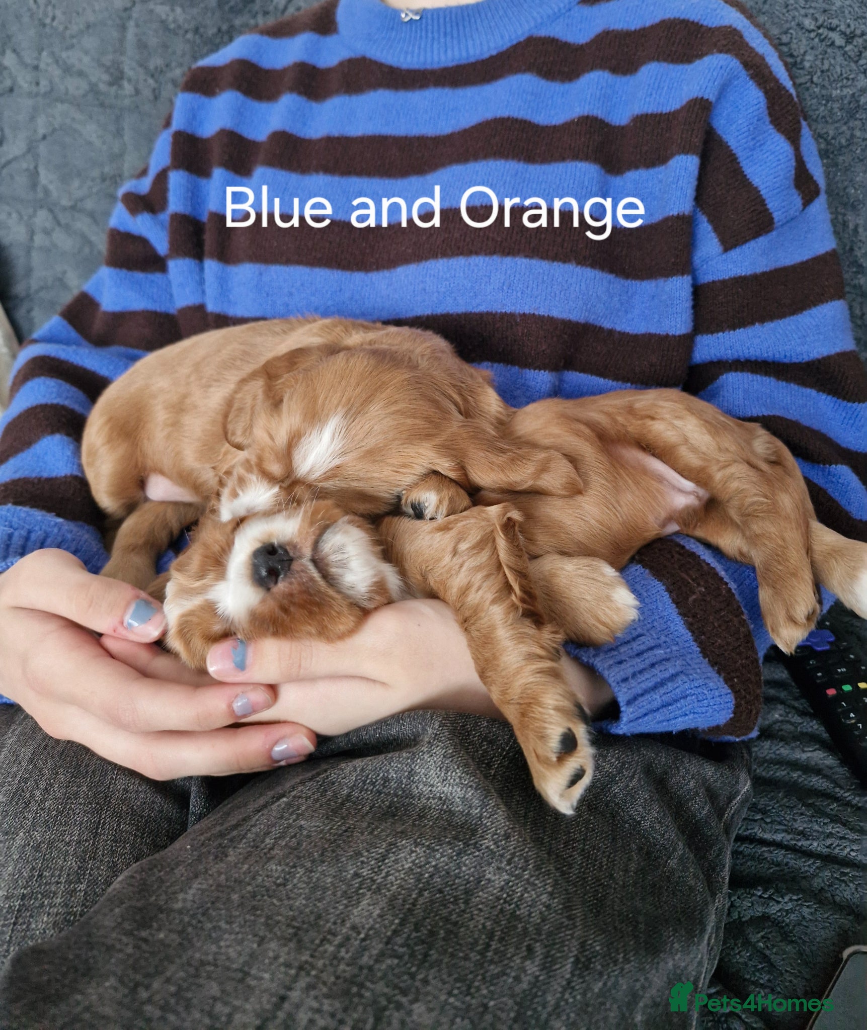 Cocker Spaniel dogs for sale: Show Cocker Spaniels Puppies in Witney - Advert 9