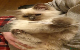 Ragdoll cats for sale: Stunning Adult Ragdoll and Kittens available!  - Image 26