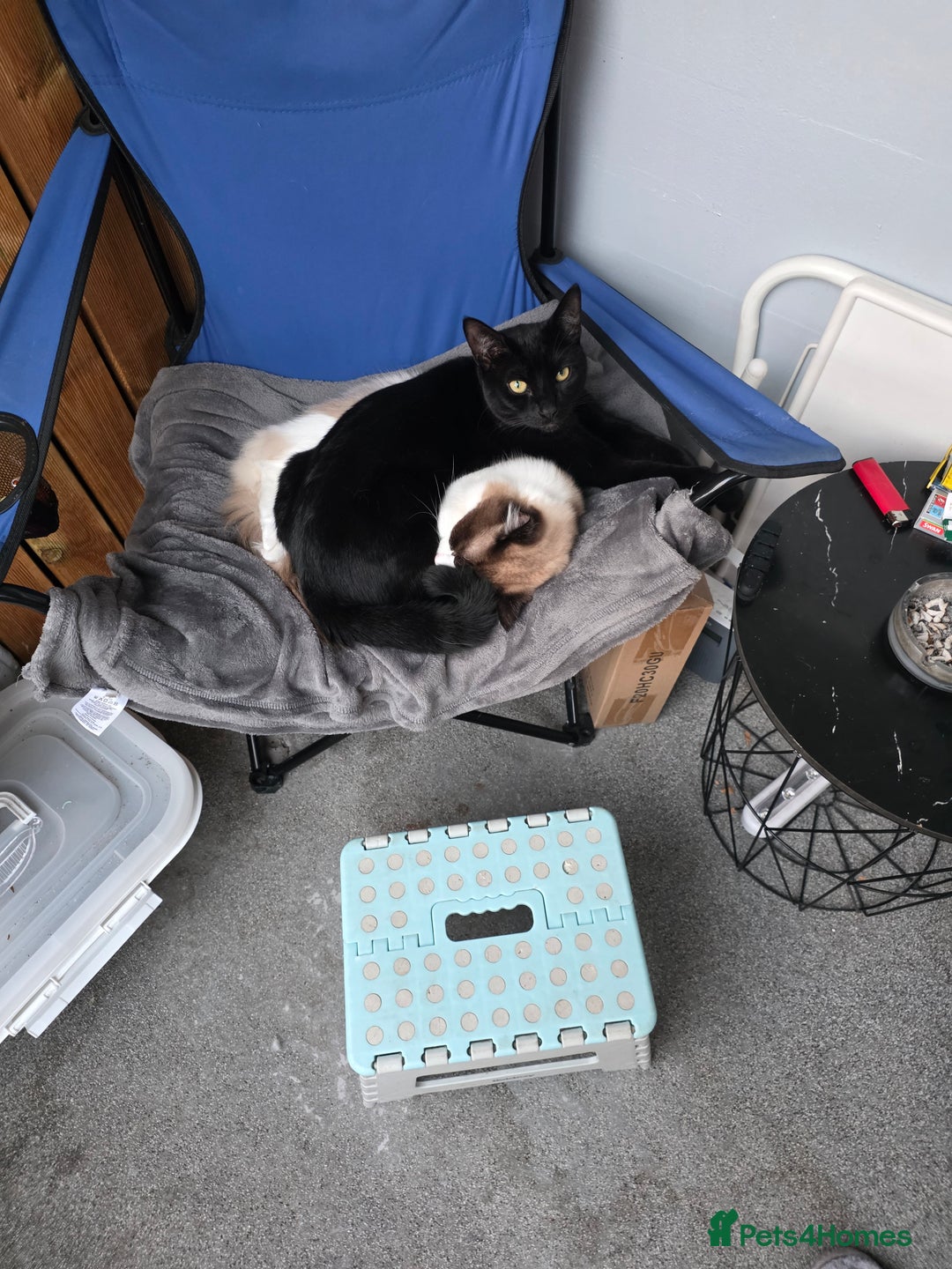 Mixed Breed cats for sale: My 3 beautiful boys - Image 3