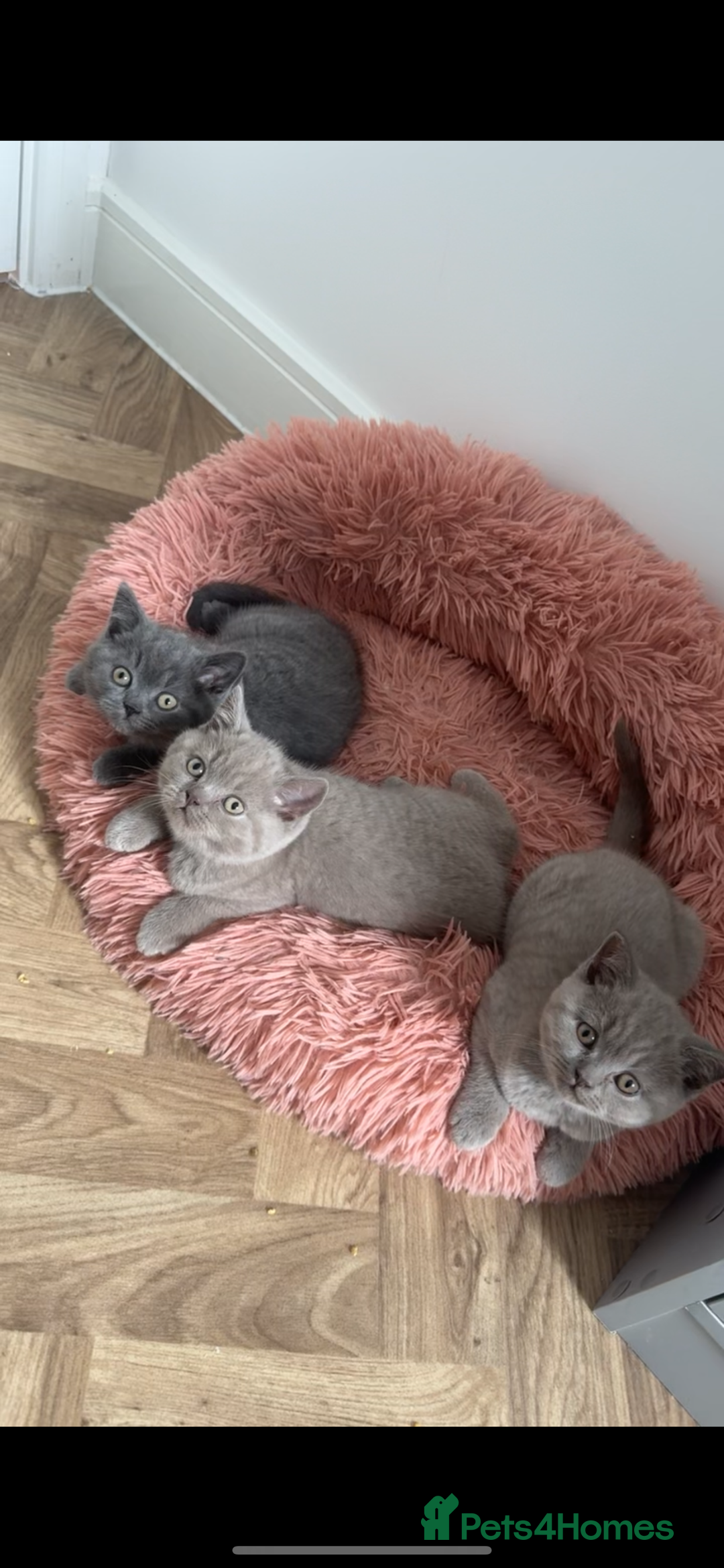 British Shorthair cats for sale: Lilac Male British Shorthair for Sale - Advert 6