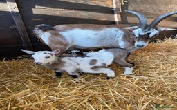 Goats livestock for sale: Beautiful Nanny Kid Pygmy Goats  - Image 3