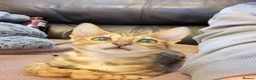 Bengal cats for sale: Stunning male Bengal  - Advert 4