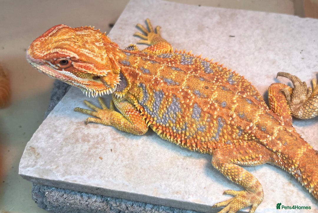 Bearded Dragon reptiles for sale: Hi Yellow/Orange & Blue bearded dragons - Advert 1