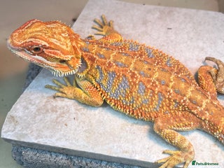 Bearded Dragon reptiles Hi Yellow/Orange & Blue bearded dragons - Advert 1