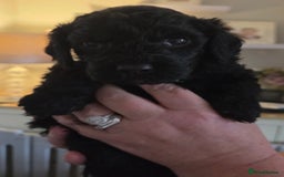 Cockapoo dogs for sale: F2 cockapoo puppies - Image 2