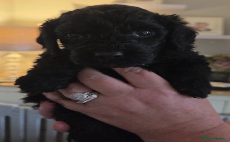 Cockapoo dogs F2 cockapoo puppies - Advert 10