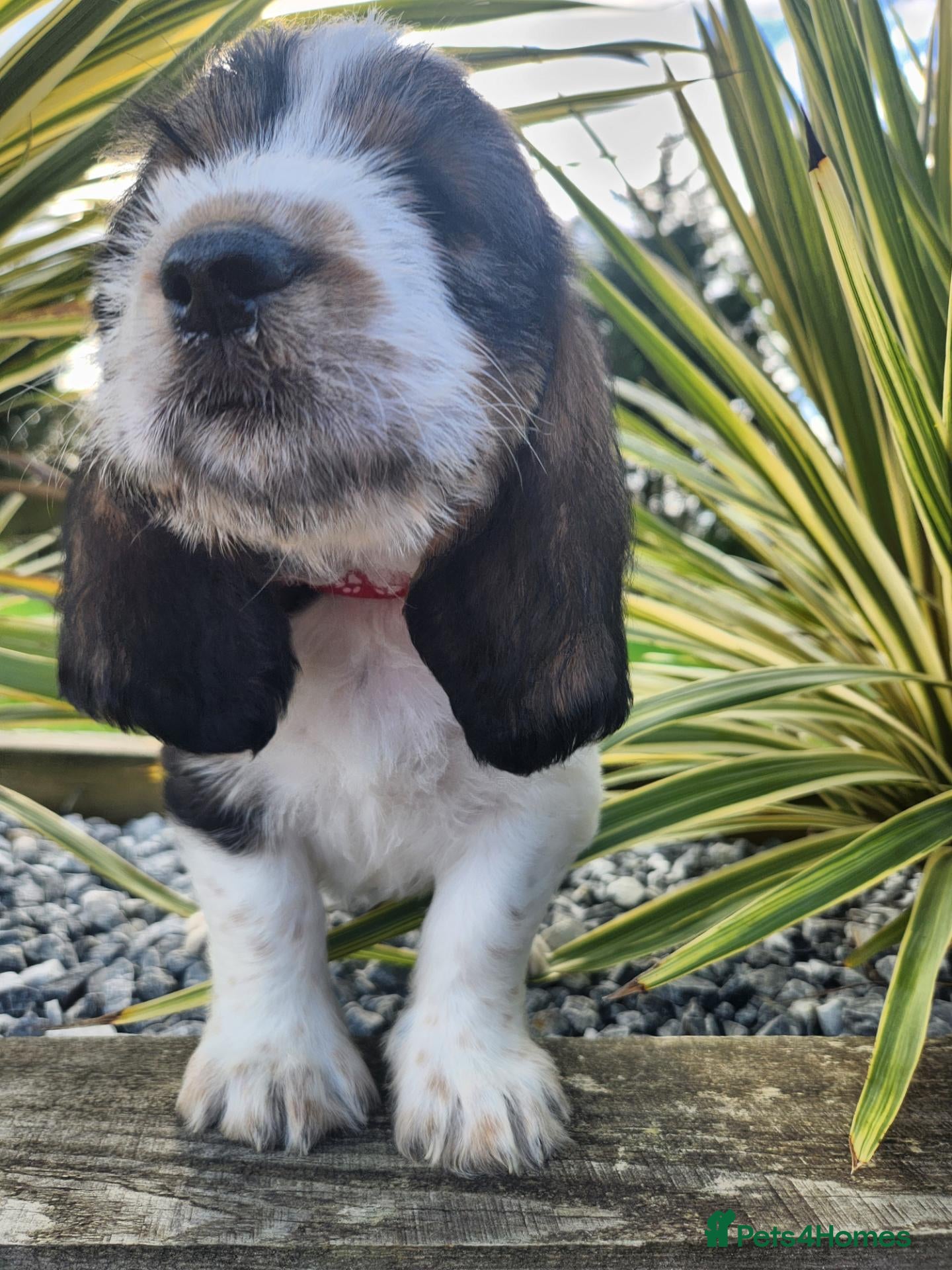 Basset Griffon Vendeen dogs Griffon grand bassets kc registered  - Advert 1