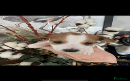 Jack Russell dogs for sale: KC STUNNING ROUGH COATED JACK RUSSELL PUPS  - Image 7