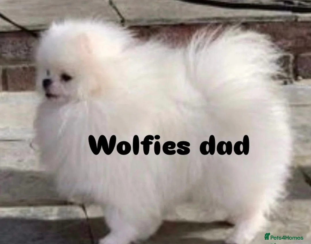 Pomeranian dogs for stud: Merle Pomeranian Stud  in Liverpool - Advert 9