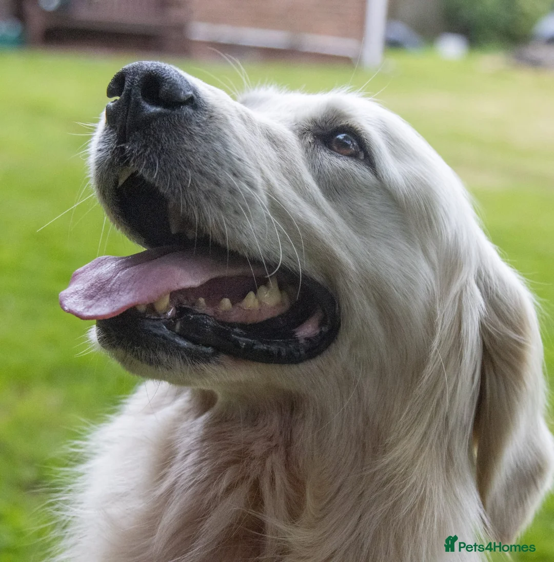 Golden Retriever dogs for stud: THE ULTIMATE WHITE STUD DOG in Doncaster - Advert 9