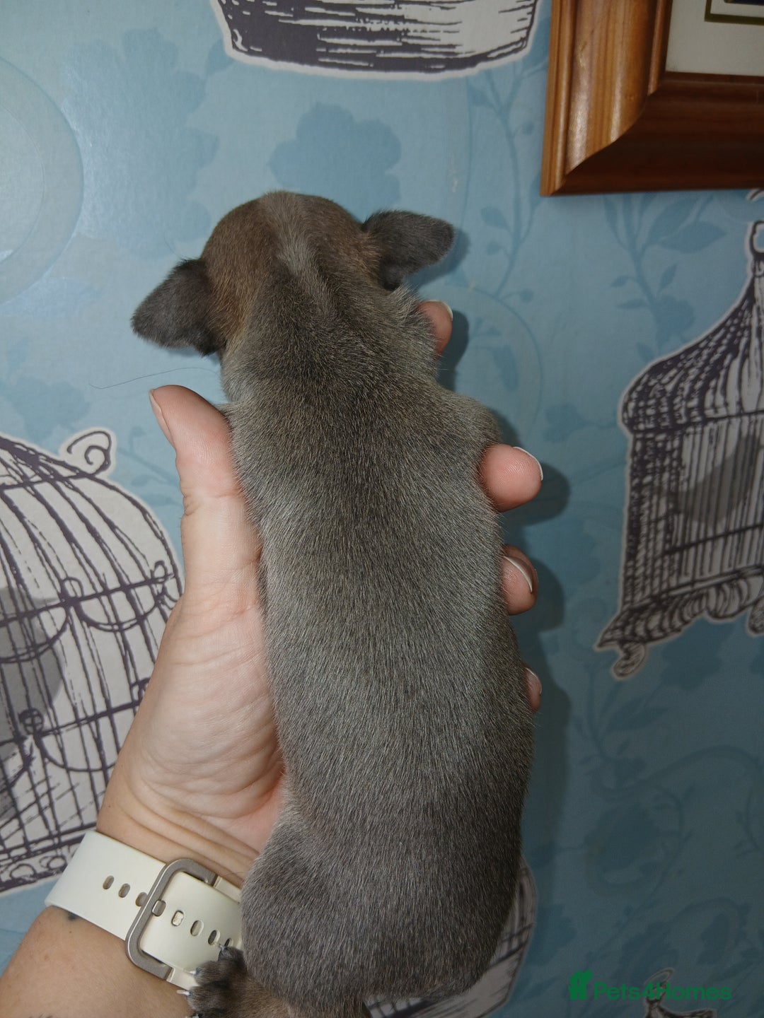 Chihuahua dogs for sale: 4 beautiful merle chihuahuas - Image 11