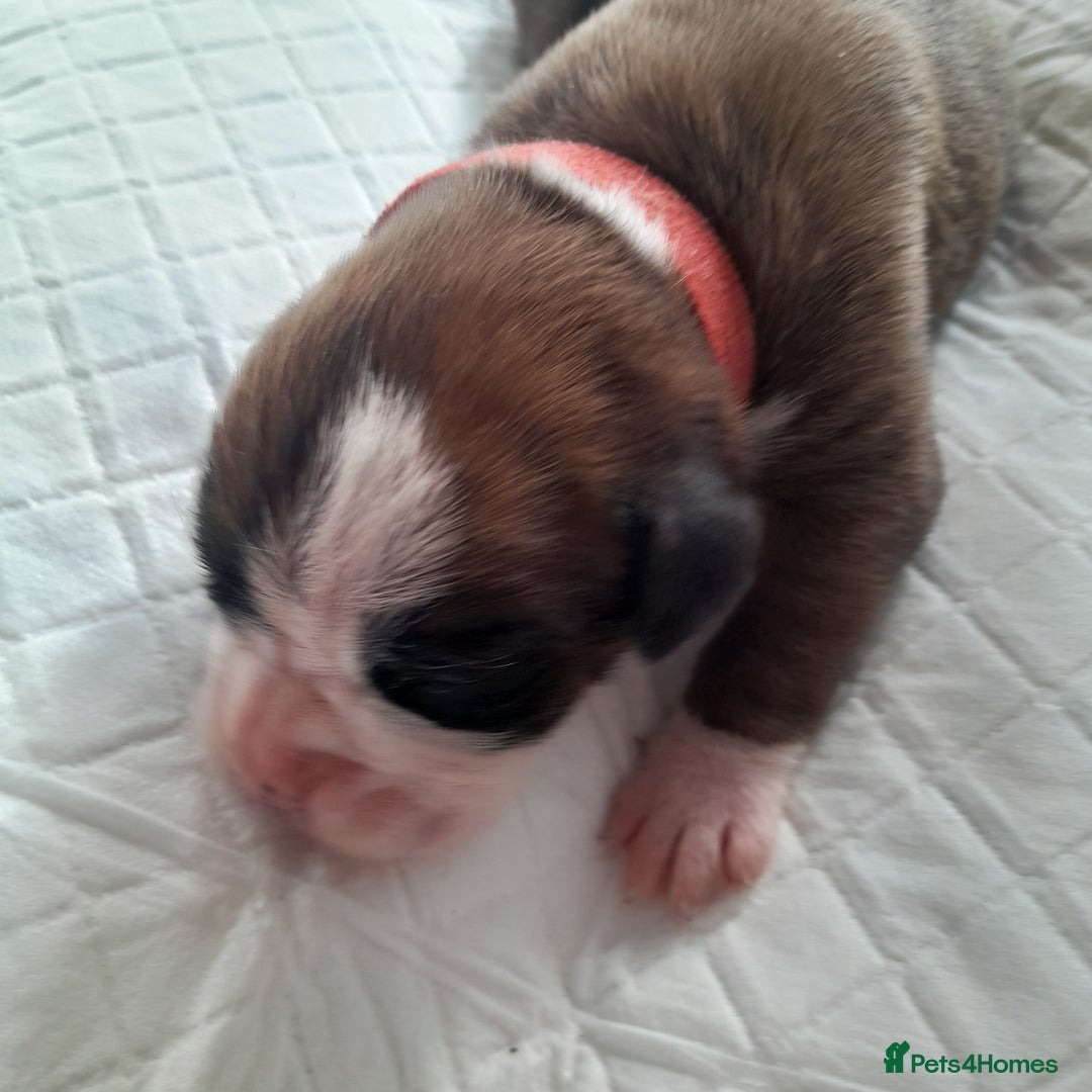 Boxer dogs for sale: Beautiful/Stunning Pedigree Boxer Puppies  - Image 10